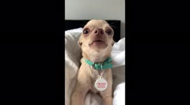 Playful chihuahua in Kyiv, Ukraine has a special coded message for his fans