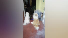 Pet dogs cool off in front of fan during scalding summer heat in the Philippines
