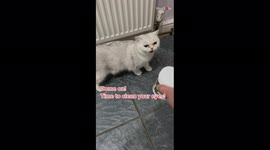 'Adorable cat absolutely HATES having her eyes cleaned '