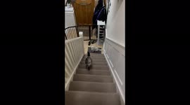 'Contentious cat challenges his sister to a play fight *He couldn't hang with her!*
'