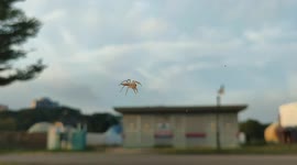 Albino spider spotted at car's mirror