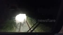 Sri Lankan elephant uses train's headlight to wander across a track at night