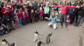 These Adorable Penguins Are Taking the City of Pittsburgh By Storm