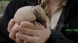 What a Personality on This Armadillo!