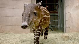 This tiny tapir calf is being hand-raised by keepers at San Diego Zoo