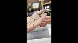 'Curious & Courageous 6 y/o girl is ECSTATIC about holding a GIANT stick insect'