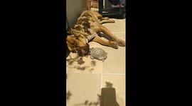 Dog hilariously brushes away tortoise interrupting his sunbathing