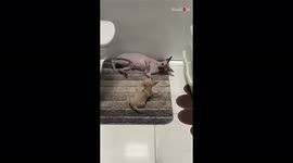 'Naughty chihuahua tries playing with sphynx cat that just wants to rest  '