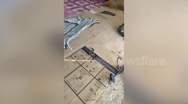 Terrified family forced from their home by dozens of nesting cobras