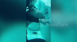 Playful seal disturbs diver while he cleans aquarium in Japan