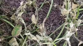 Thousands of caterpillars emerge around homes following rainstorm in northern Thailand