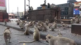 Tourists stop visiting wild monkeys amid fears they will catch MONKEYPOX in Thailand (file video)