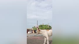 Naughty dog pees on camera while youngster films TikTok video