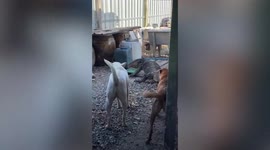Terrified monitor lizard clings onto fence to escape ferocious guard dogs