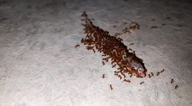 RED ANT TEAMWORK ,GROUP OF RED ANT ,ANTS EAT EVERYTHING , RED ANTS TEAMWORK MOVING FOR FOOD.