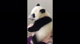 Baby panda rides on a rocking chair
