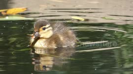 Utterly adorable baby duckling quacking along while enjoying a morning paddle.