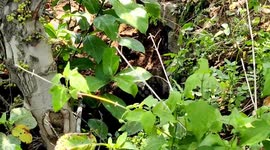 Baby elephant is rescued after getting trapped in an abandoned well