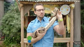 What Exactly Is a Ball Python and Why Are They So Important?