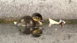 Completely adorable baby duckling playing hide and seek in a morning swim.