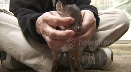 The Royal Antelope Is One of the Smallest Antelope Species In the World