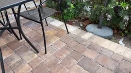 Dad and daughter discovered to tail lizard while eating!