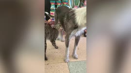 Kind dog lets cat drink milk from her like she is her child