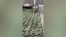 Pet cat walks awkwardly along bed of cactus plants