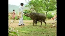 Wild boar rescued as piglet still meets with human friend after 20 years in India