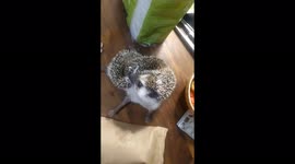 Amazing African Hedgehog in Moscow demonstrates amazing deflating then reflating trick