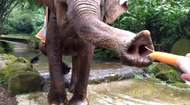 Elephant eats carrot from a car @ Taman Safari Indonesia