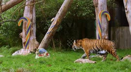 Beautiful Tiger in ZSL London Zoo, UK