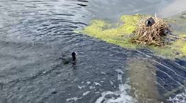 Coot parents feed their newborn babies