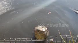 American alligators at the Australian Reptile Park