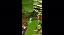 Nature animal and kid toys