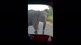 Elephant charges at tuk-tuk carrying tourists in Sri Lanka
