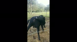 Bull can't bend that way for major itch!!!