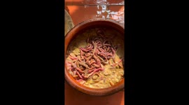 Dare to eat this Vietnamese dish made from boiled sandworms?