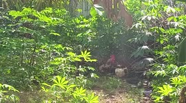 It's about a garden with crops, inorganic crop at the back of my house.