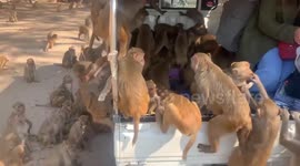 Hungry wild monkeys swarm truck carrying bananas in Myanmar (extended)