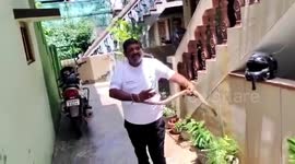 Snake strays in residential area in southern India, rescued