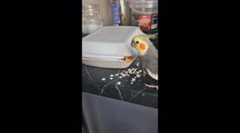 The parrot tried to steal the food of the owner and bit him on the finger
