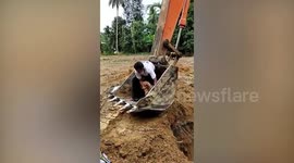 Dog rescued after being trapped in pit for five hours in southern Thailand