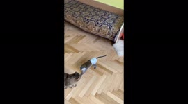 Pygmy green monkey and cat are best friends