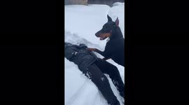 Doberman dog playing with a man in the snow