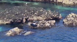 Seals play fighting at Kersey Head, next to Poly Joke Beach in Cornwall