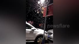 Termite swarms plague Shanghai streets as lockdown prevents pest control operations