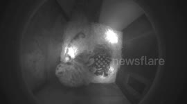 Caring snow leopard mum cuddles with newborn cubs in Swiss zoo after moving in from the UK