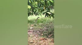 Beautiful pair of oriental rat snake mates in mango farm