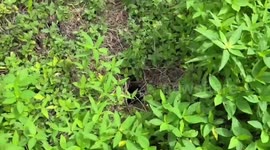 Stray puppy rescued after being trapped in sewer for three days
